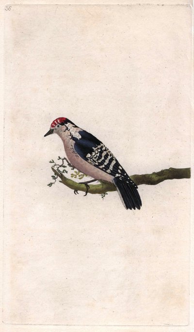 Hackspett. Dendrocopos minor (Picus minor). Kopparstick av Edward Donovan (1768-1837), publicerad i Natural History of British Birds, London av Edward Donovan
