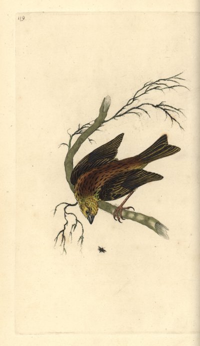 Yellowhammer, Emberiza citrinella. Handfärgad kopparplåt ritad och graverad av Edward Donovan från hans egen "Natural History of British Birds", London av Edward Donovan