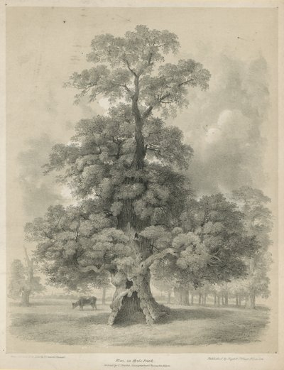 Elm i Hyde Park, London av Edward Hassell