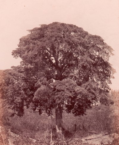 trädstudie, 1850-53. av Edward King Tenison