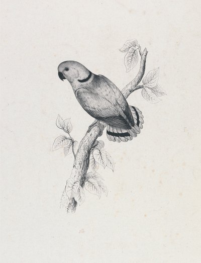 (Swinderns papegoja) (Bild 42) av Edward Lear