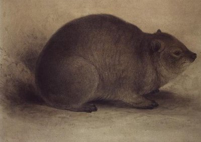 En Rock Hyrax av Edward Lear