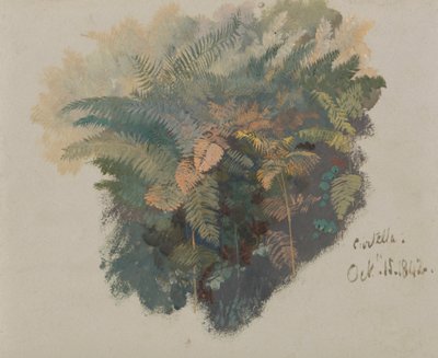 En studie av ormbunkar, Civitella av Edward Lear