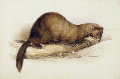 En vessla av Edward Lear