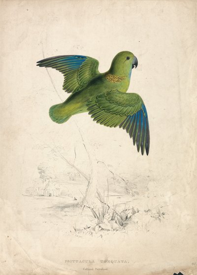 Halsbandsparakit (bild 40) av Edward Lear