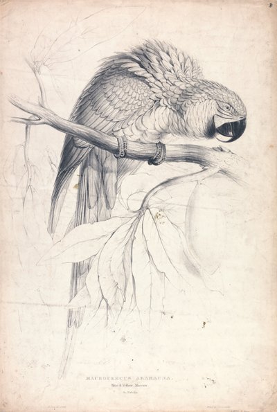 Macrocerus Ararauna / Blå-gul ara / 2/3 av naturlig storlek (plansch 8) av Edward Lear