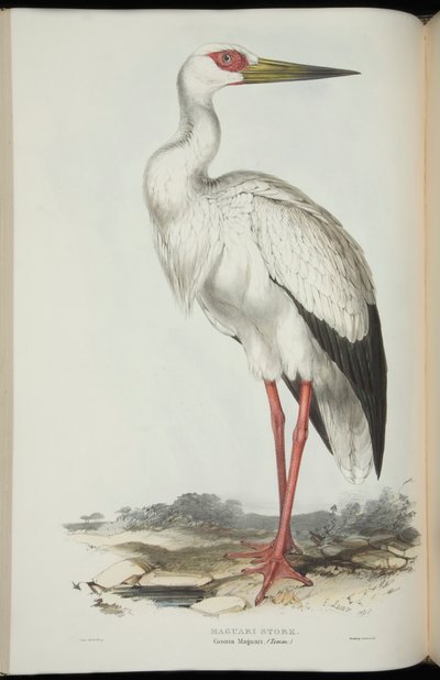 Maguari Stork, från "The Birds of Europe" av John Gould av Edward Lear