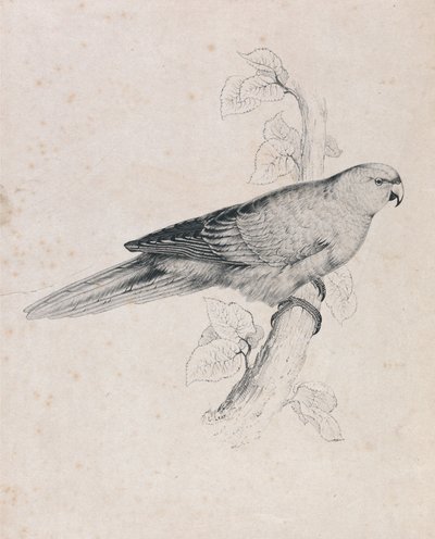 Stillahavsparakit (bild 26) av Edward Lear
