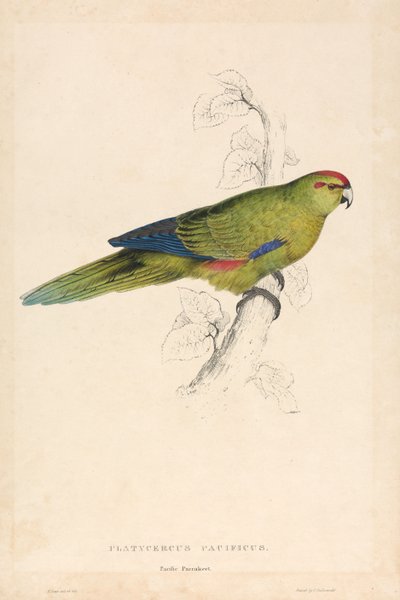 Platycercus pacificus / Stillahavsparakit (bild 26) av Edward Lear