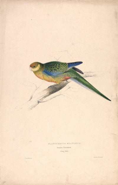Platycercus Stanley II / Stanley-papegoja (ung hane) (bild 24) av Edward Lear