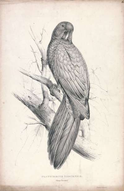 Platycereus tabuensis / Tabuan-parakaktus (Plansch 16) av Edward Lear