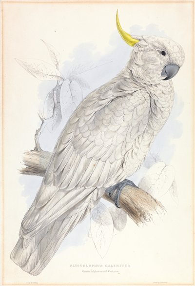 Plyctolophus Galeritus. Större svavelhuvad kakadua. av Edward Lear