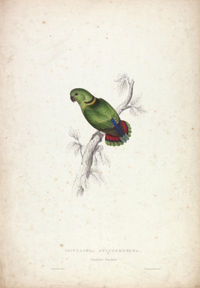 Psittacula swinderniana. Swinderns papegoja av Edward Lear