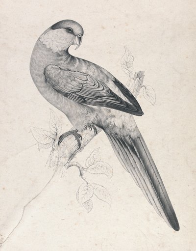 Rödmössad parakit, hane (bild 21) av Edward Lear