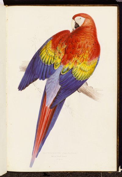 Röd och gul ara av Edward Lear