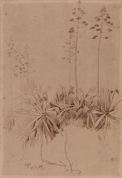 Reggio av Edward Lear