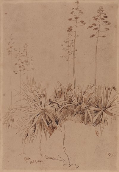 Reggio av Edward Lear