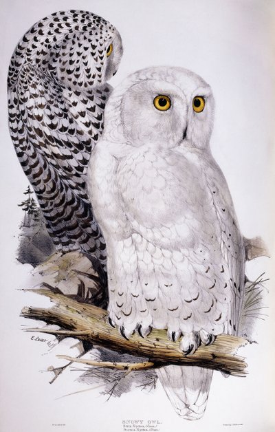 Snöuggla, 1832-1837 av Edward Lear
