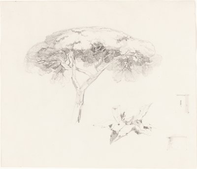 Paraply Pine och andra studier av Edward Lear