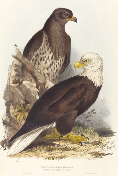 Vithövdad örn Haliaetus leucocephalus, publicerad 1832-1837. av Edward Lear