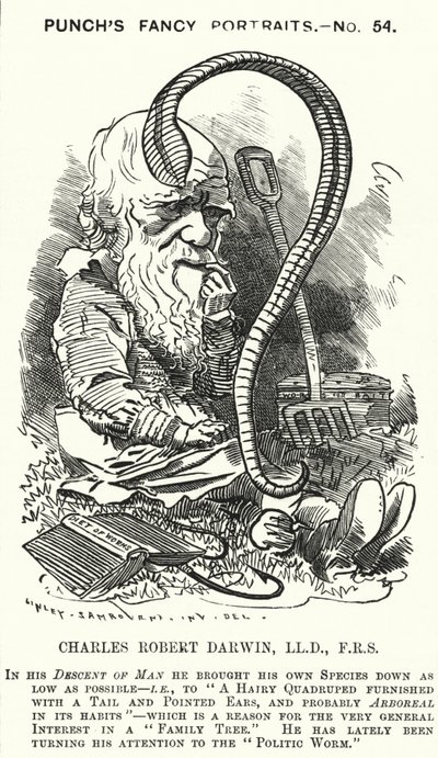 Punch tecknad: Charles Darwin, engelsk naturforskare och biolog (gravyr) av Edward Linley (after) Sambourne