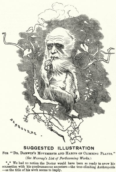 Punch tecknad: Föreslagen illustration för Dr Darwins rörelser och vanor av klätterväxter (gravyr) av Edward Linley (after) Sambourne