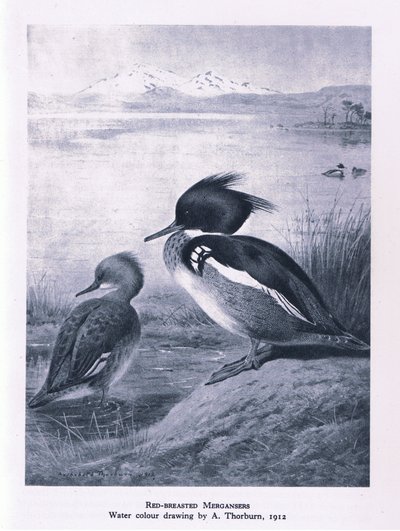 Red Breasted Merganser, Nature in Britain publicerad av Collins, 1946 av Edward Neale