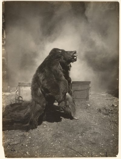 Låt den listiga svartbjörnen dansa sin dans av Edward S. Curtis