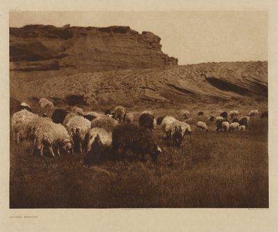 [Navajo-hjordar] av Edward S. Curtis