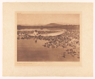 Insamling av wokas - Klamath av Edward Sheriff Curtis