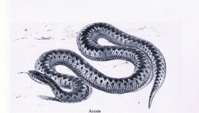 Adder, Nature in Britain publicerad av Collins av Edward William (after) Cooke