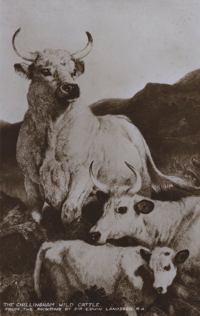 The Chillingham Wild Cattle (s/v foto) av Edwin (after) Landseer
