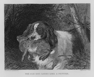 Den gamla hunden ser ut som en bild (gravyr) av Edwin (after) Landseer