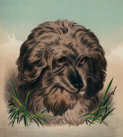 Skye Terrier (färglitografi) av Edwin (after) Landseer