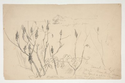 Skiss av ogräs av Edwin Austin Abbey