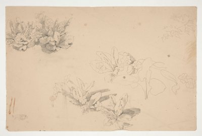 Studier av blommor av Edwin Austin Abbey