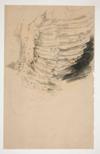 Studie av en vinge, för av Edwin Austin Abbey