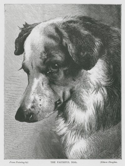 Den trogna hunden (gravyr) av Edwin Douglas