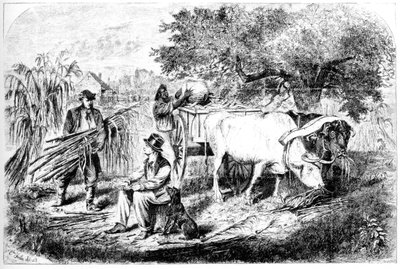 Oxar Hauling Corn, 1800-talet. av Edwin Forbes