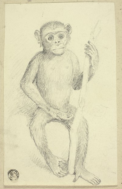 Orangutang av Edwin Henry Landseer