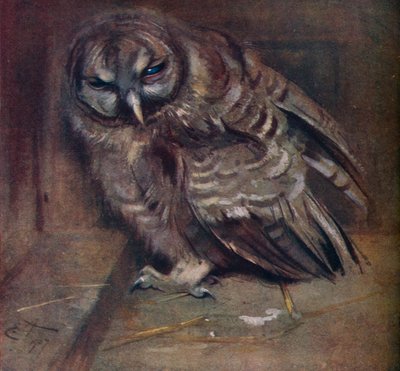 En ung brun uggla, 1907 av Edwin John Alexander