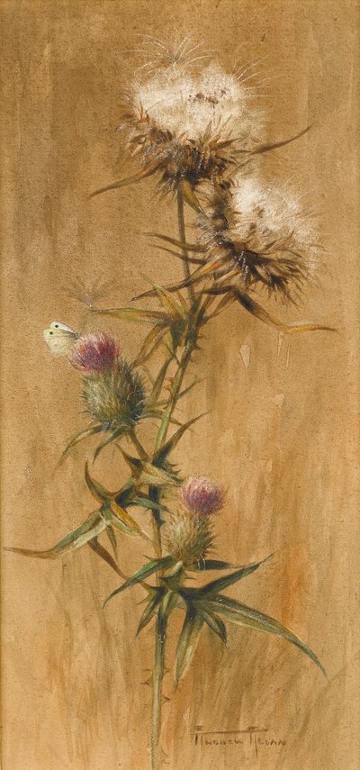Fjäril på tistelhuvuden (wc på papper) av Edwin John Alexander