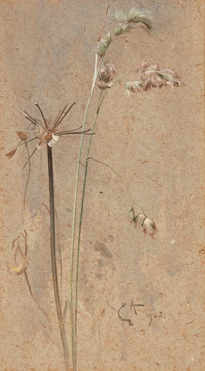 Cockfoot Grass (akvarell på buffpapper) av Edwin John Alexander