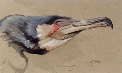 Skarv (akvarell) av Edwin John Alexander