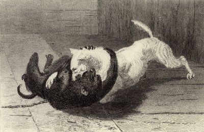 Exempel X, hundslagsmål med apa av Edwin Landseer