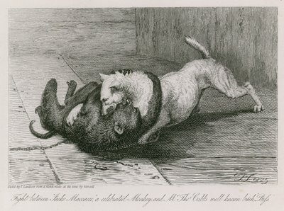 Slåss mellan Jacco Macacco, en hyllad apa, och Thomas Cubbs välkända tik, Puss av Edwin Landseer
