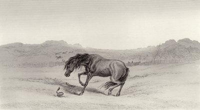 Uppskrämd! av Edwin Landseer