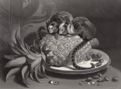 Marmozettes av Edwin Landseer