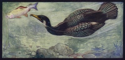 En skarv och hans byte (färg litho) av Edwin Noble