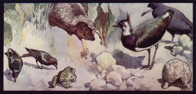 Fiender av masken och snigeln (färg litho) av Edwin Noble